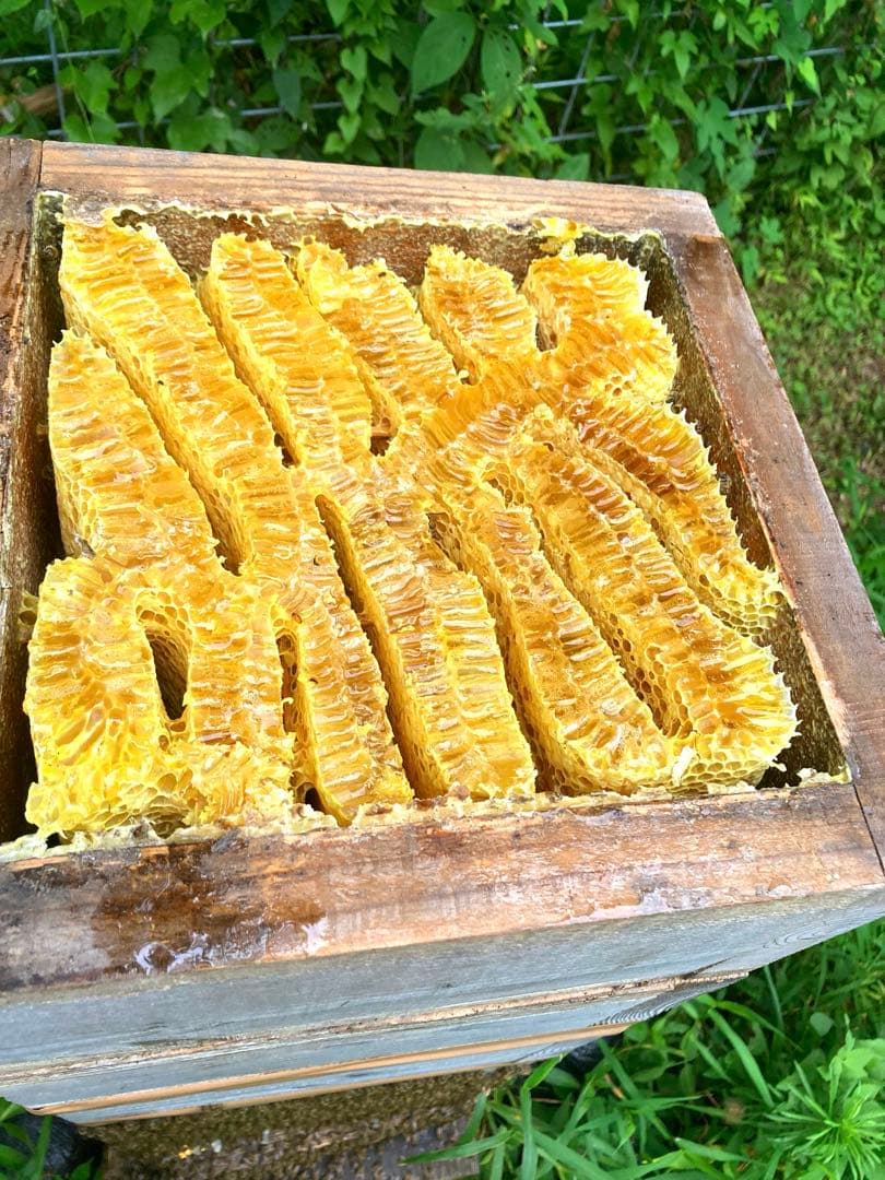 あやたん　ニホンミツバチ　巣蜜　コムハニ　935g