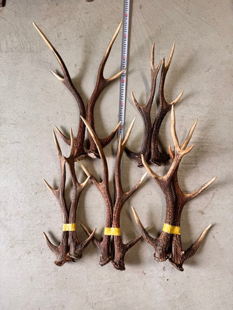 天然の鹿の角 5対(10本)セット No.8