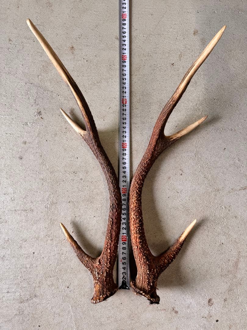 天然の鹿の角 5対(10本)セット No.8