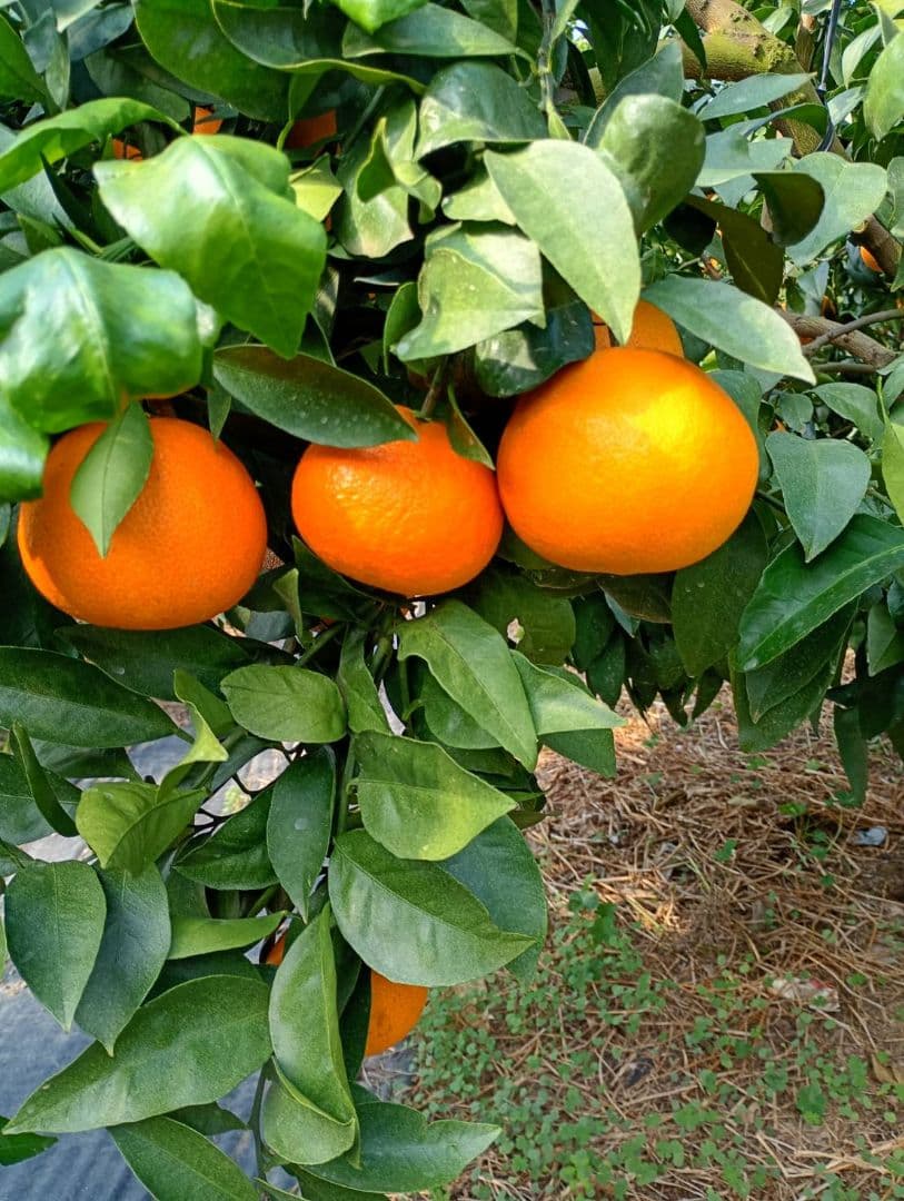 665愛果 まどんな 家庭用 10kg