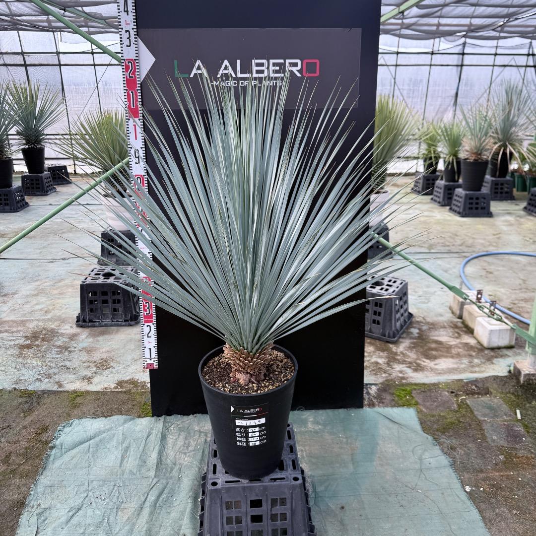 【AL1149】ユッカ　ロストラータ　ランチョブルー　数量限定