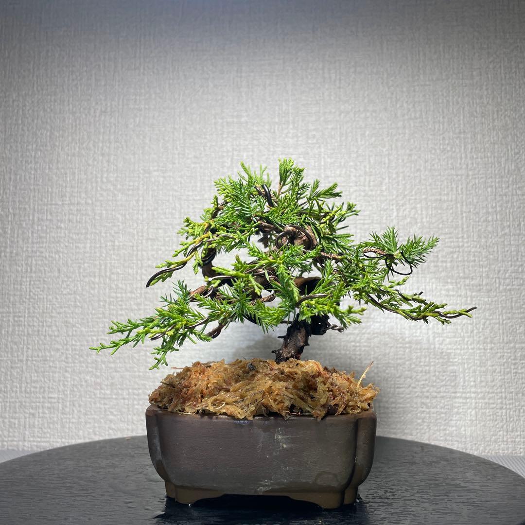 稲*c様 糸魚川真柏　盆栽【樹高約12㎝】