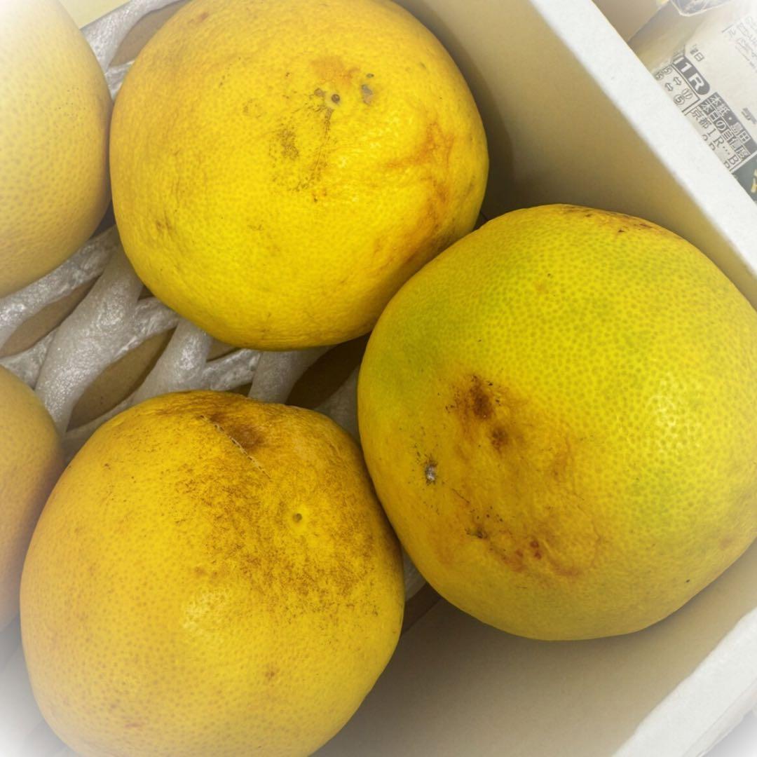 文旦　柑橘　92