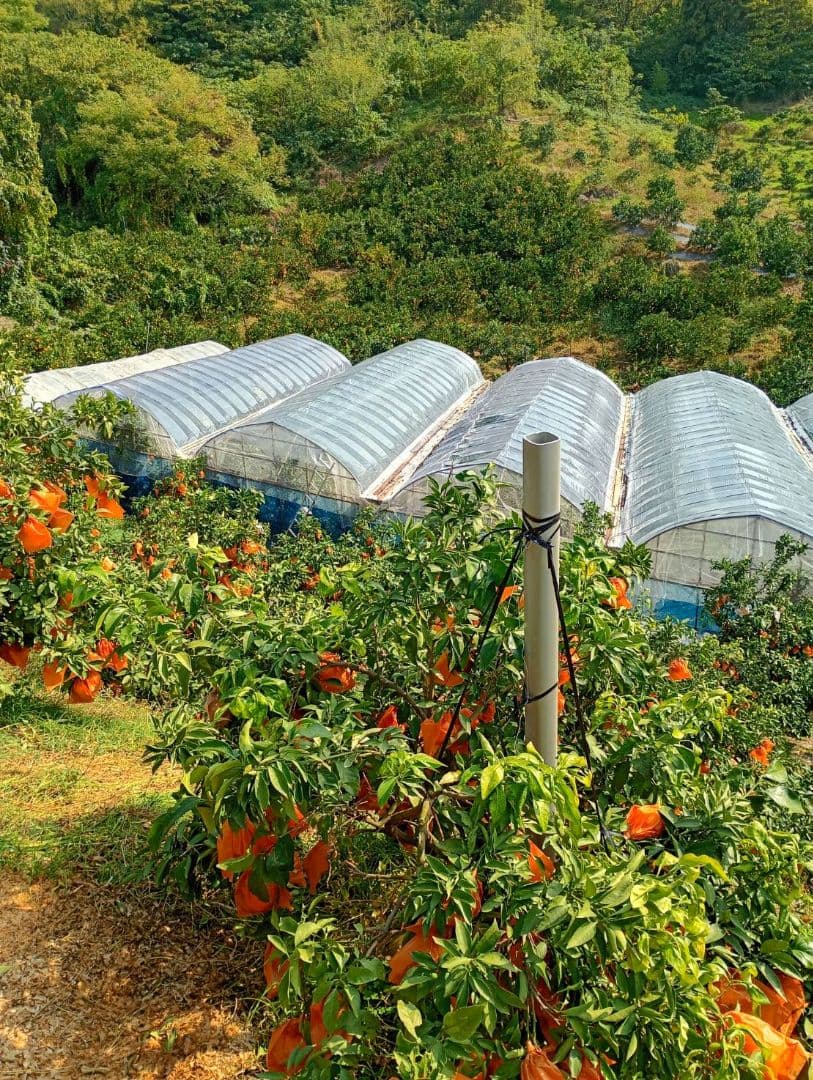149愛果 まどんな 家庭用 10kg