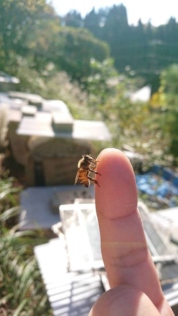 蜂蜜　マミちゃんママになります