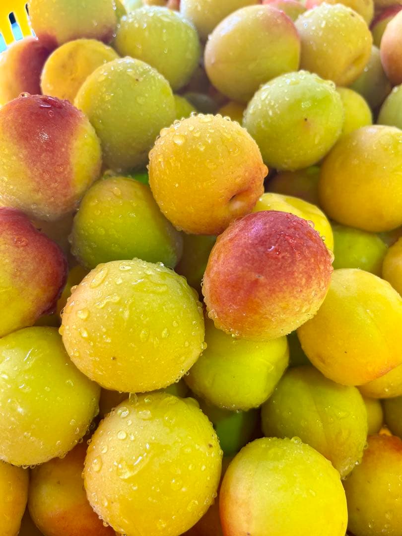 Ωページ　８キロ