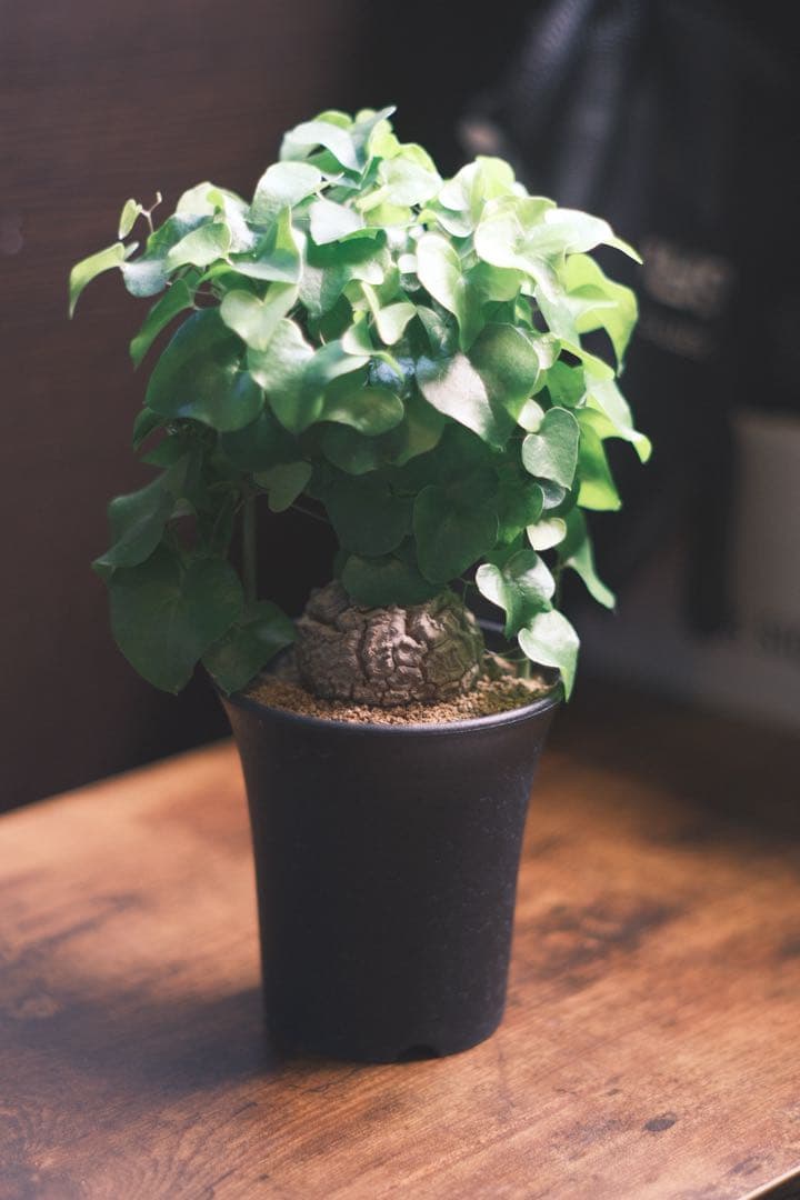 [ショット数472] FUJIFILM X-M5 ＋ オールドレンズ　美品