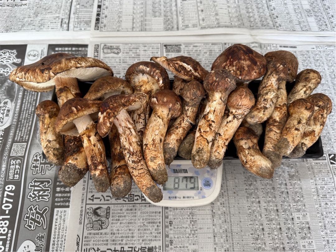 松茸　北海道　850g 訳あり　送料込　国産