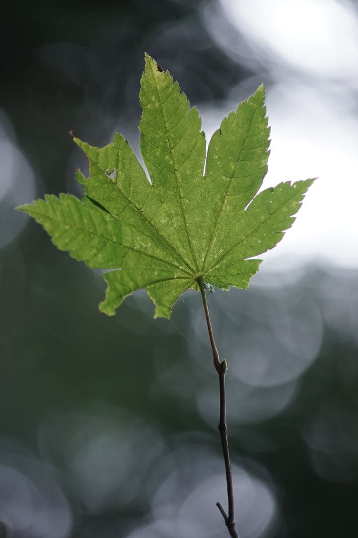 作例付き　Nikon AF 75-300mm F4.5-5.6 管mpr