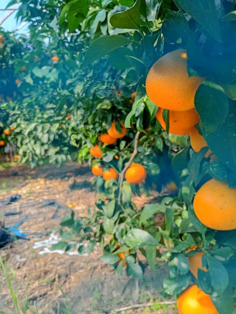 386愛果 まどんな 家庭用 10kg