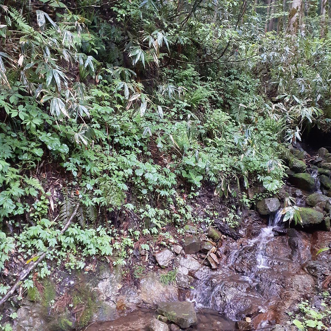 秋田県産 葉わさび 山わさび 採れたて