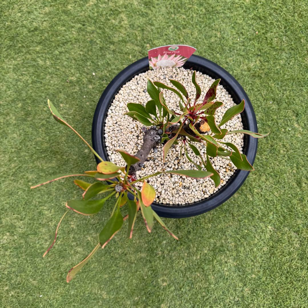 プロテア キングピンク 10号 Protea \" King Pink \" 希少株