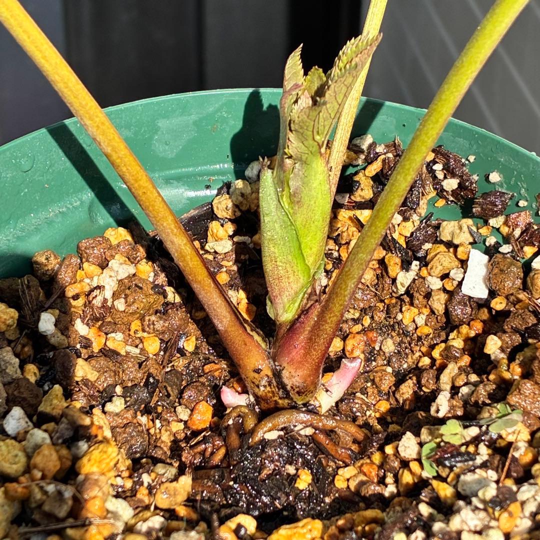 ヒ*イ様 ☘️限定1株☘️未株分け☘️蕾付き☘️3357⭐️アンティークドレスの