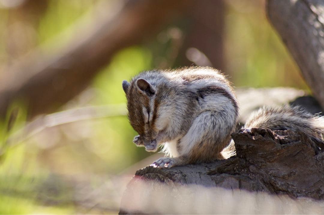 【t.b様】【24時間限定特価】SONY α55 ダブルズームレンズセット