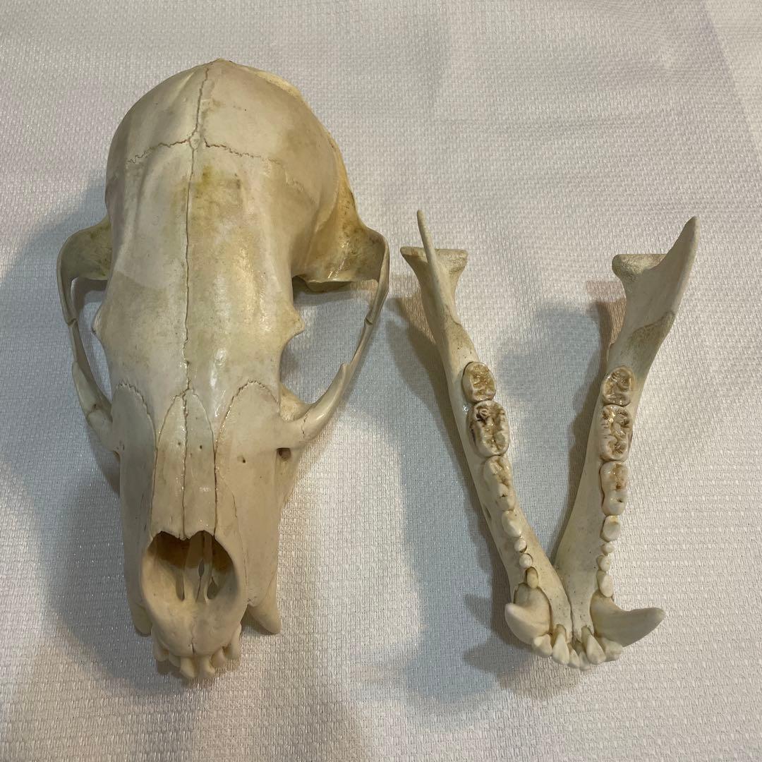 熊 ツキノワグマ 頭蓋骨 頭骨