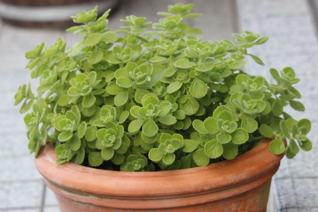 SIGMA シグマ150-500mm 1:5-6.3APO HSM キャノン用