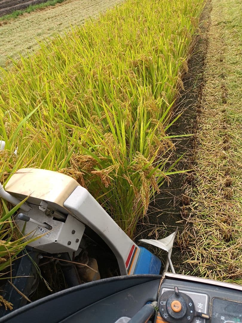 令和7年新米きぬむすめレンゲ米10キロ