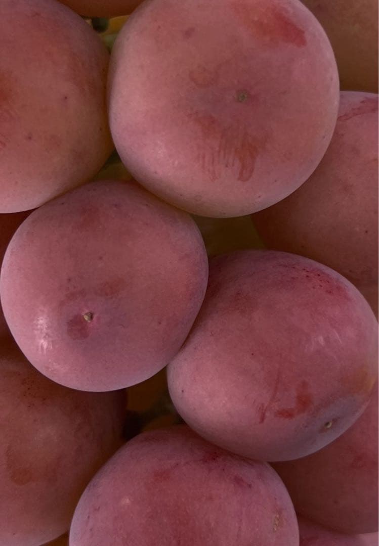 うさこさん専用