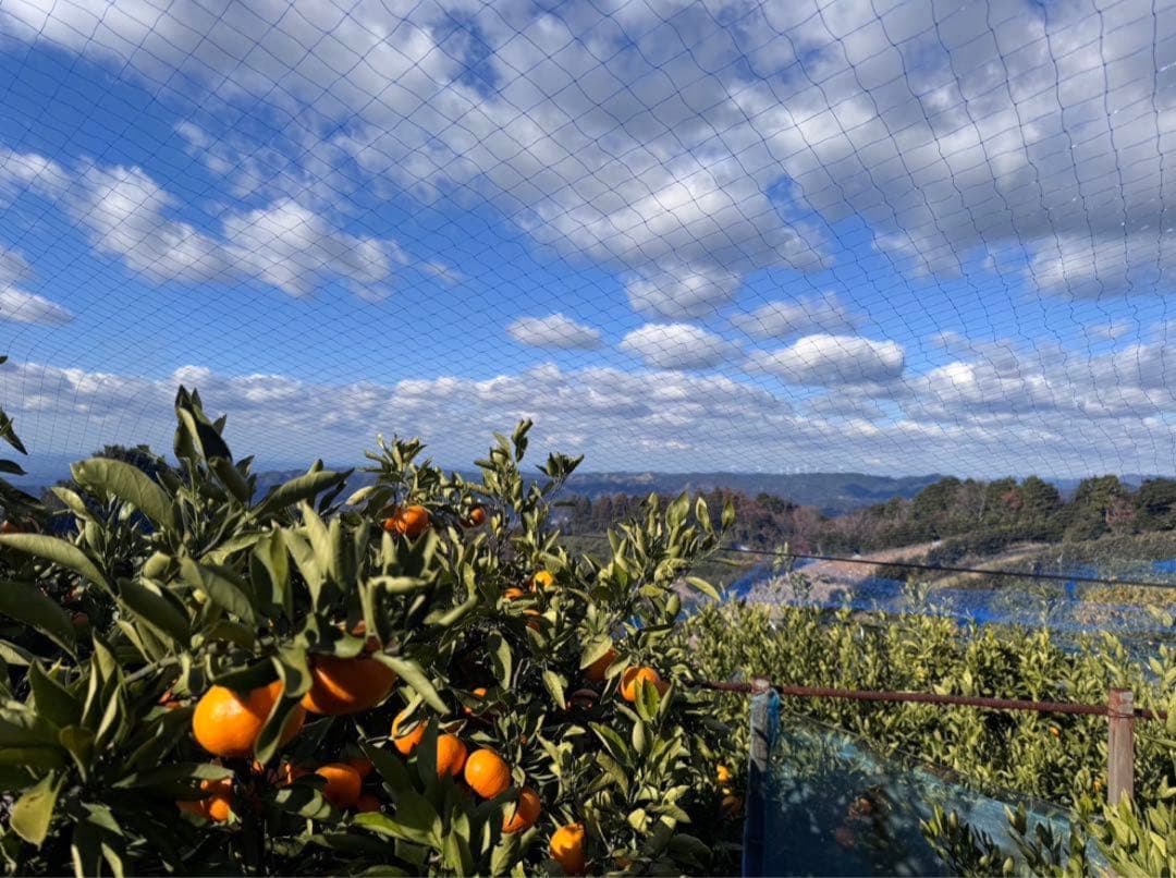 ⑧温州みかん 樹熟大坊みかん 優品(家庭用傷あり)2S、S、10kg