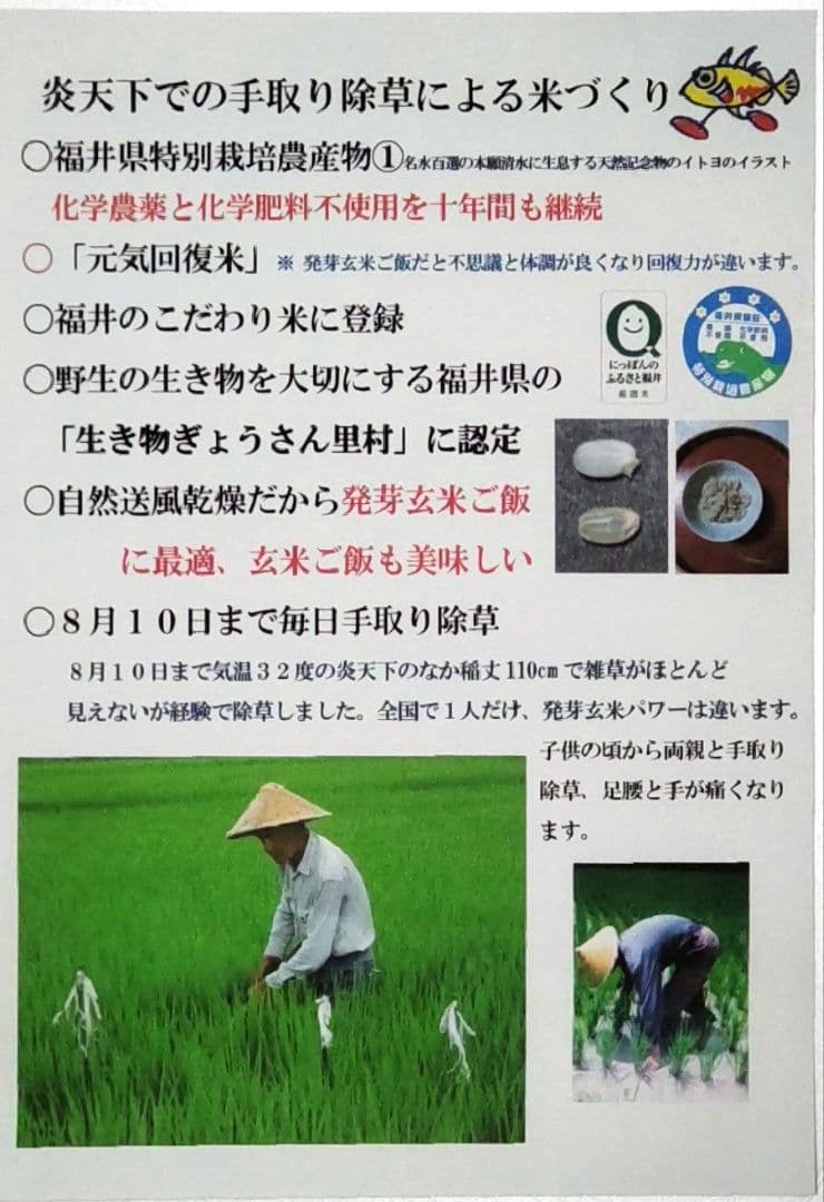 認証がないと普通の米 ７年産コシヒカリ元気な玄米10kg 特栽① 化学農薬不使用