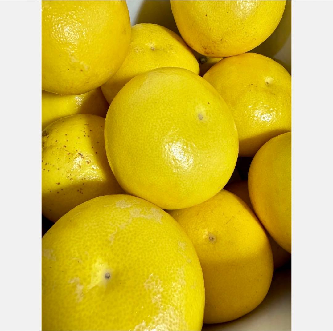 ㉟高知特産 露地栽培 土佐文旦 4L限定 文旦 約20kg 大玉 サイズ