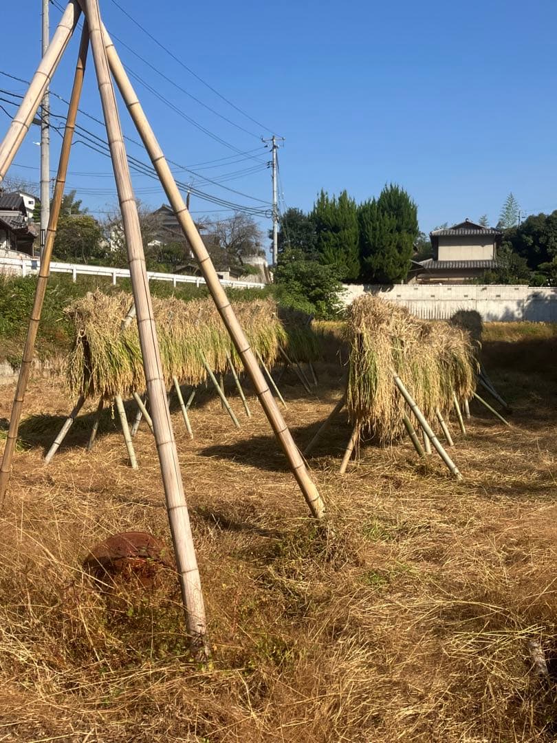 14〜26までお休みさん　令和5年度新米 ２０kｇ　白米