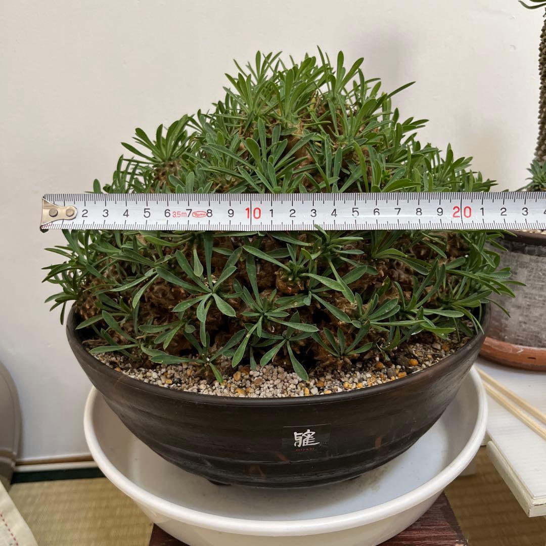 ユーフォルビア　峨眉山　特大　鉢付き　希少