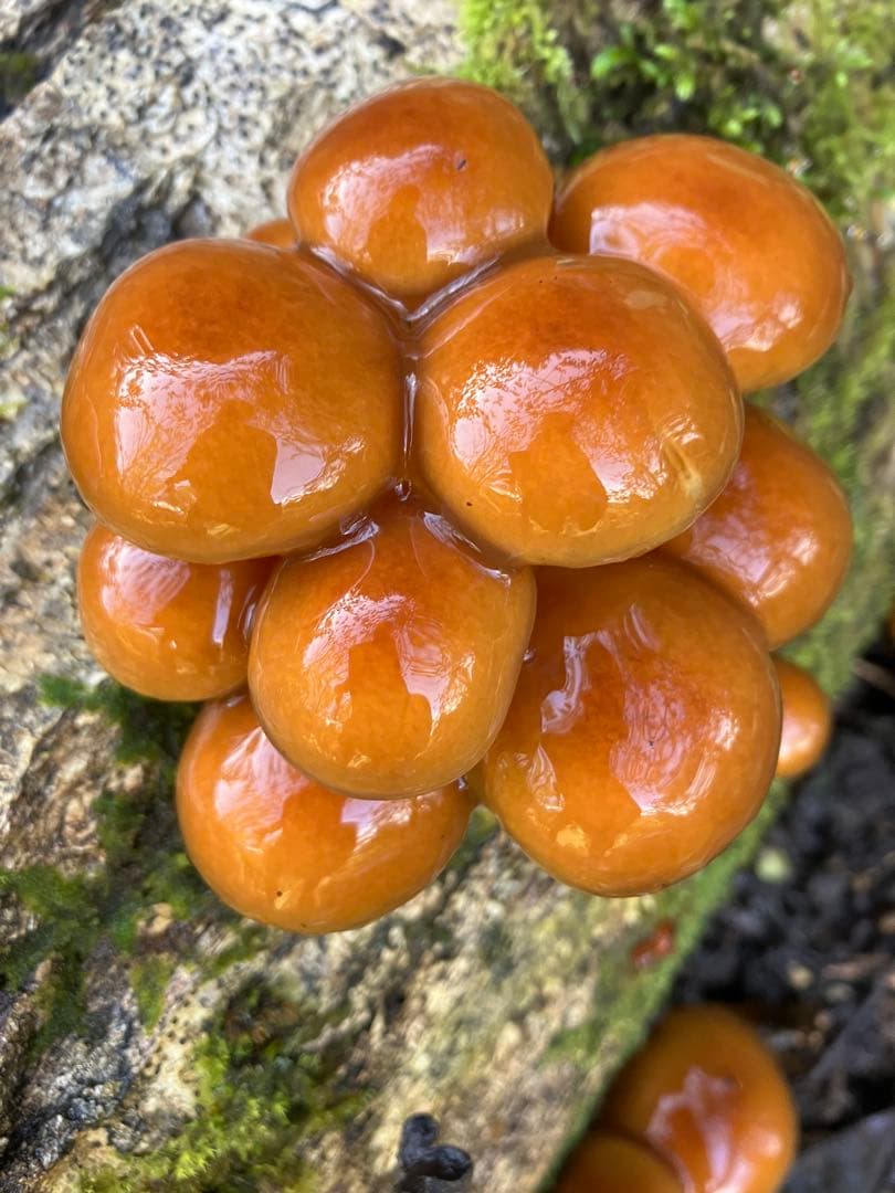 秋田県産肉厚ぷりぷりなめこ3キロ下処理済み