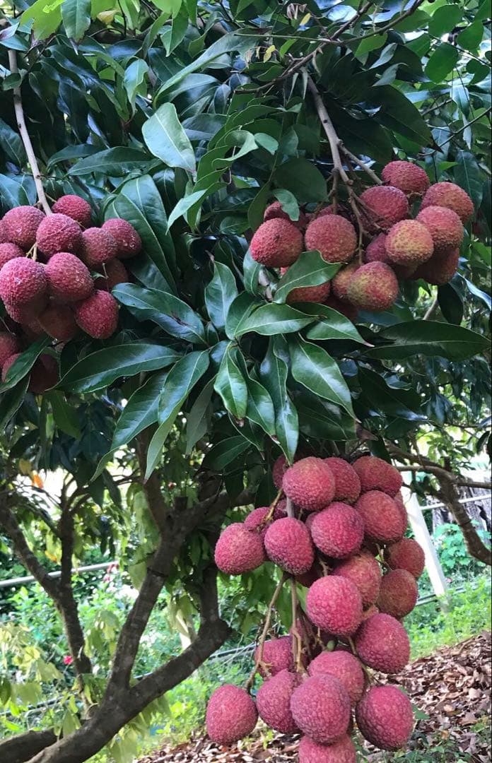 ライチ　玉荷包　取り木苗木　1株