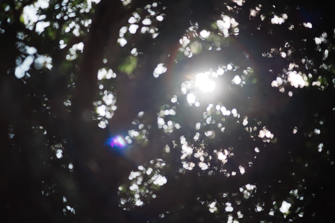 【極美品】オリンパス Zuiko Auto-T 100mm F2.8 814