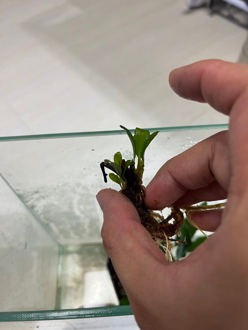 Bidayuha Crassispatha Kalimantan Barat子株