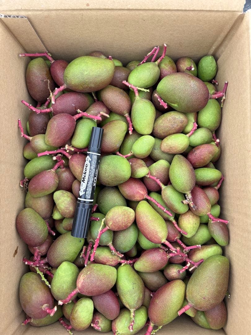 摘果マンゴー 2/6❶