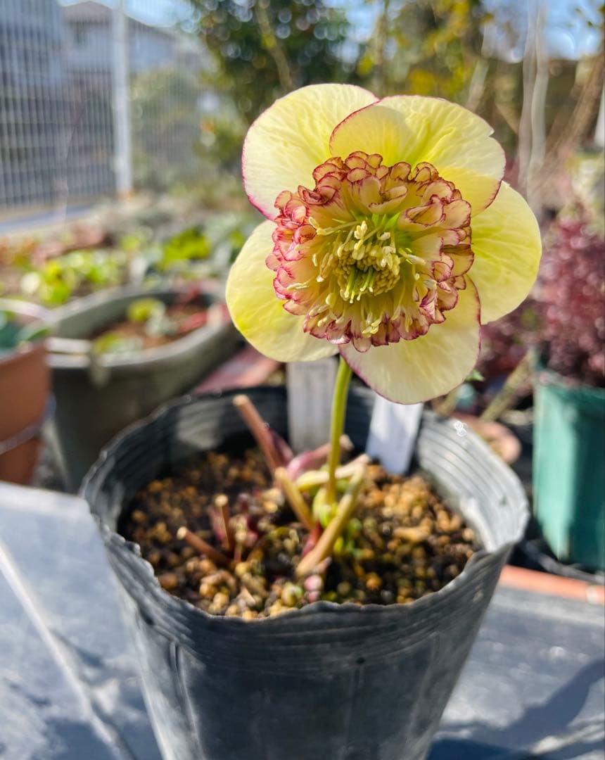 ⭐︎写真更新⭐︎クリスマスローズ苗　モーリー　加藤農園