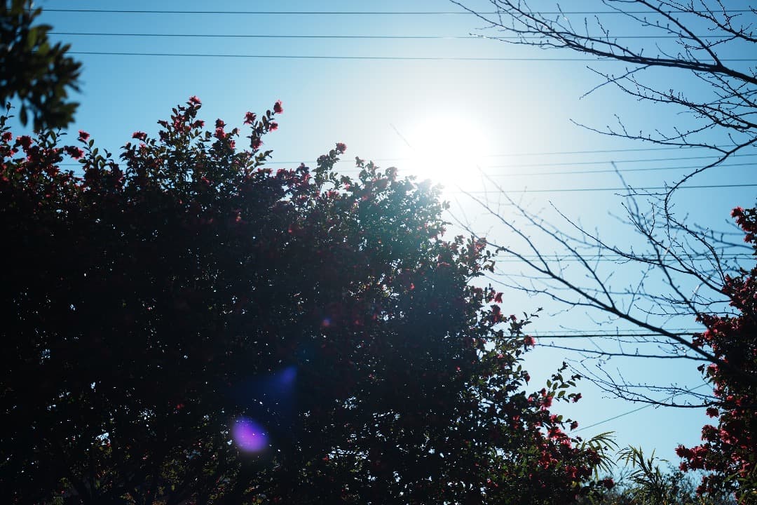 未使用級美品 Voigtlander APO-Lanthar 50mm F2