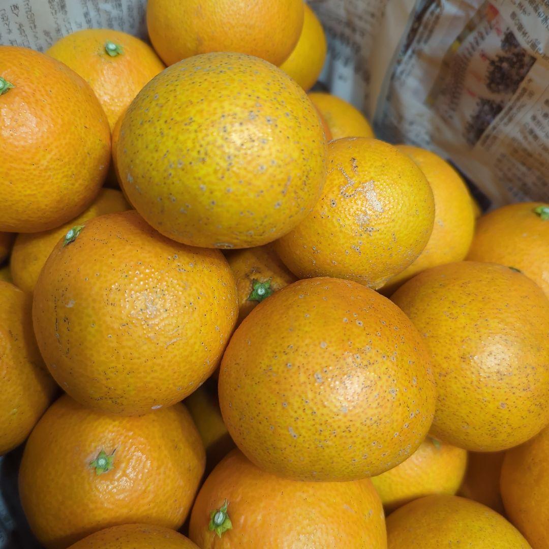 311愛果 まどんな 家庭用 10kg