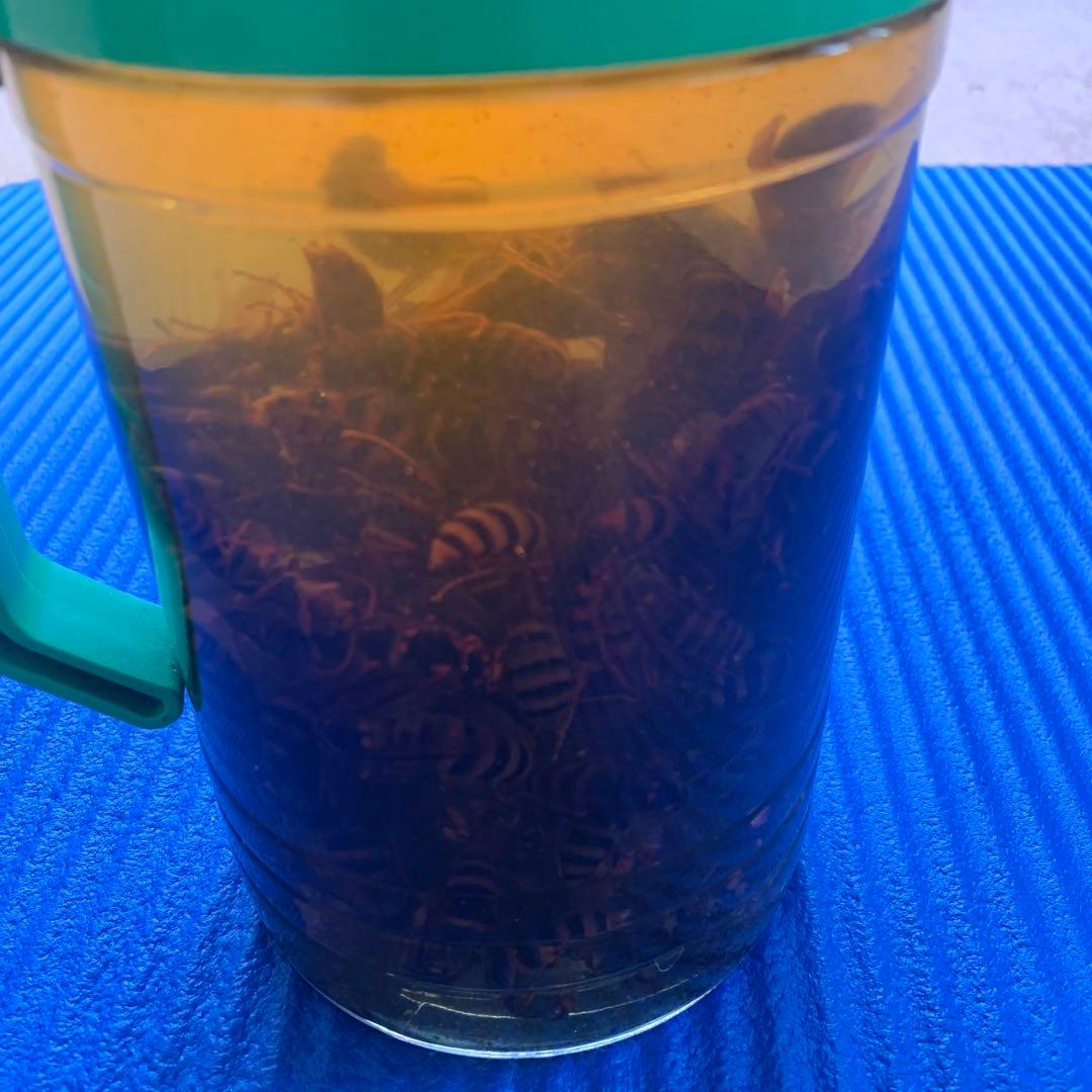 【35年物】スズメバチ焼酎