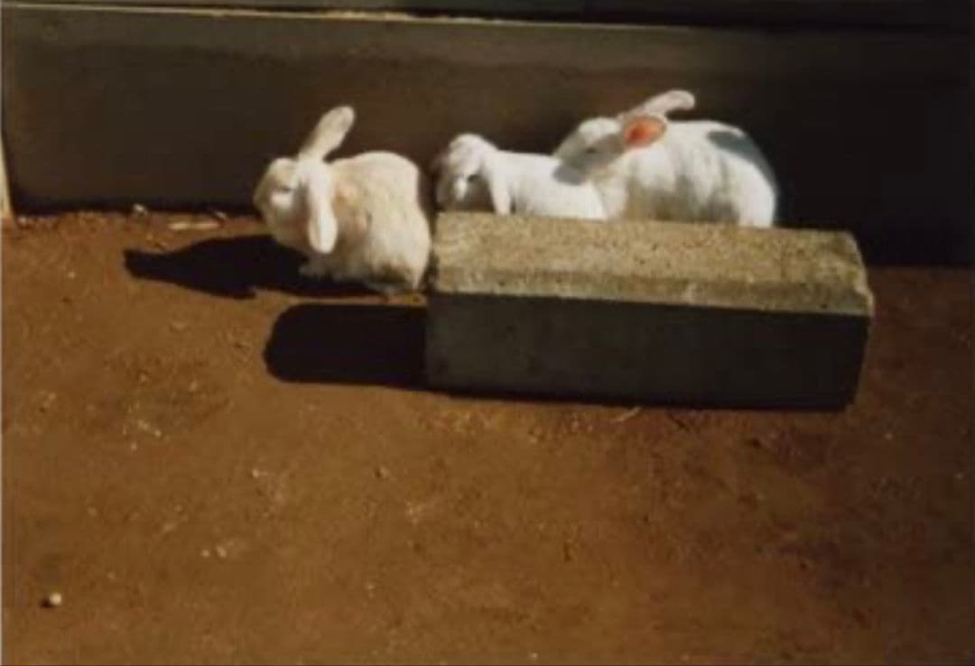 72個 新品 BOOK CAMERA ブックカメラ トイカメラ 本型 バンビ