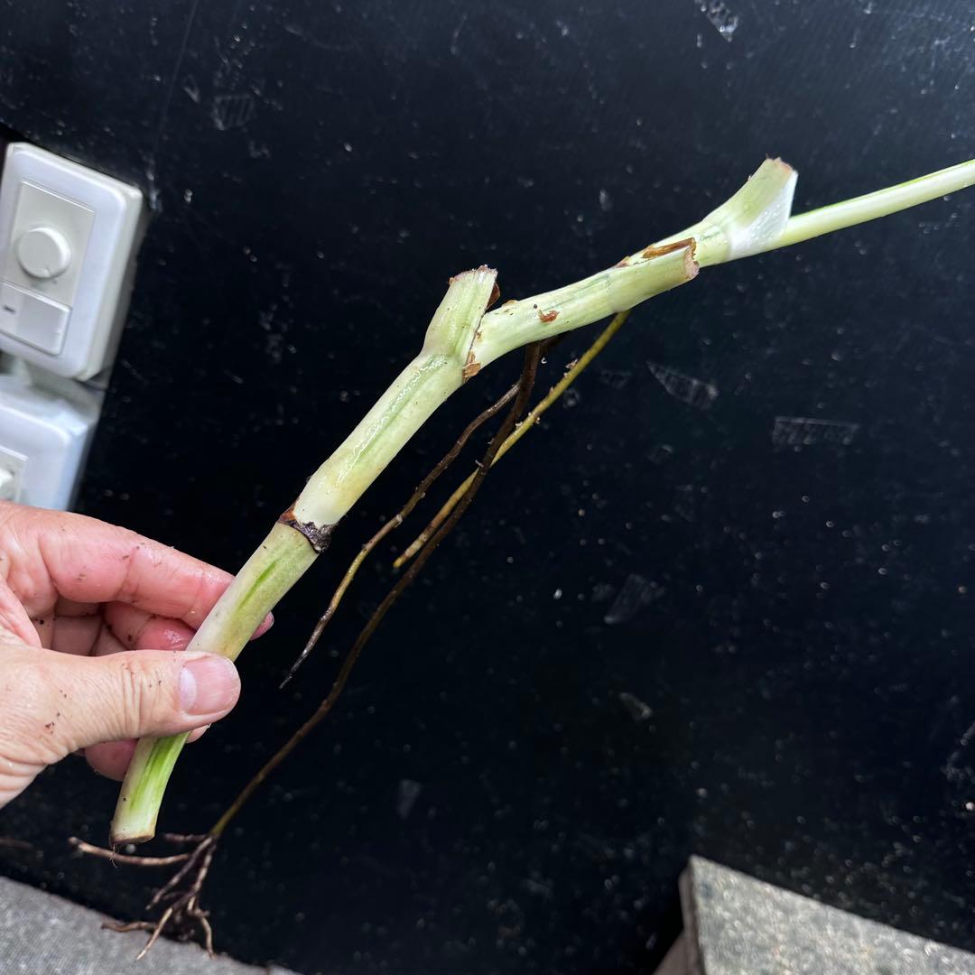 D*e様 斑入りモンステラホワイトタイガー大茎4株おまとめ