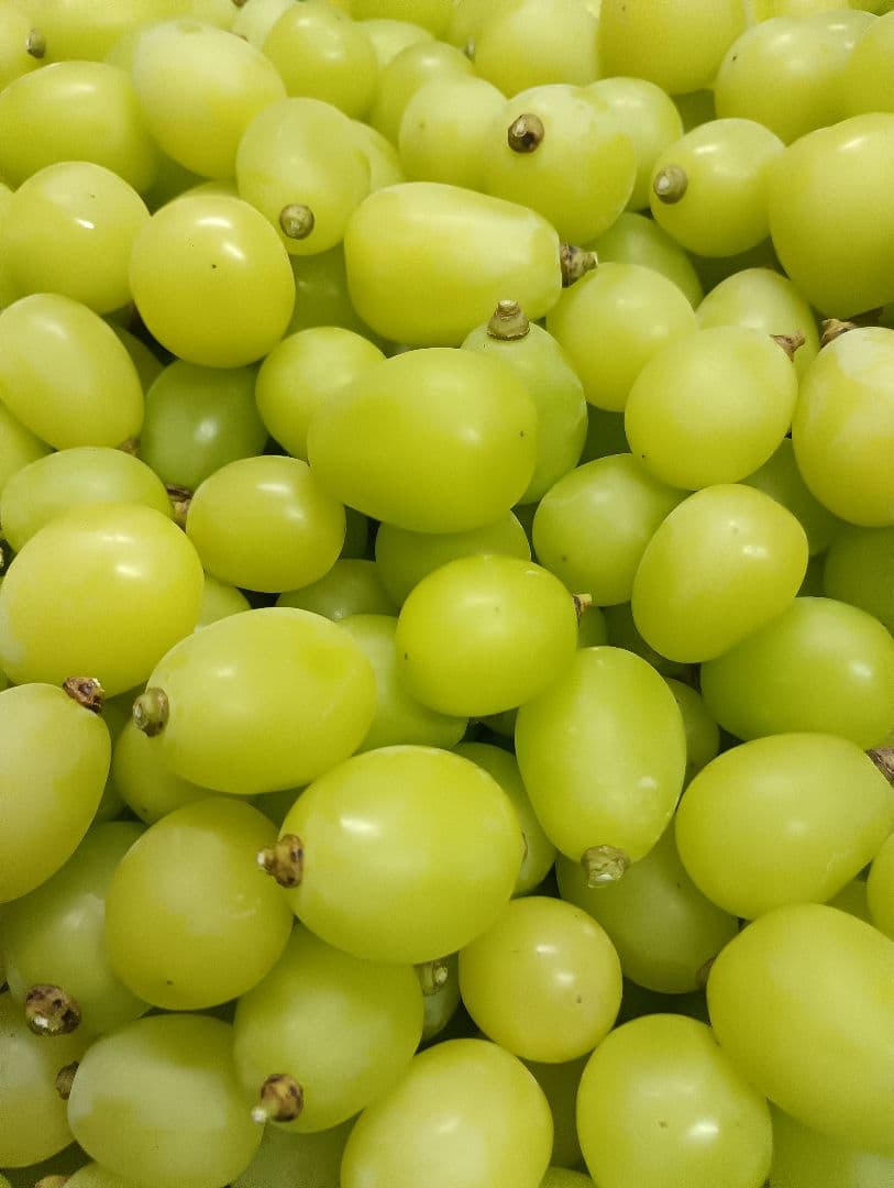 シヤインマスカット大粒グリーン多め入り3キロパック入りになります。