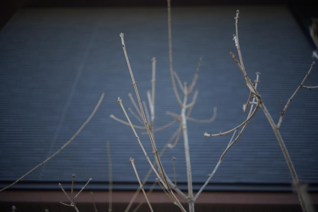 【超希少】Carl Zeiss Jena Biotar 4cm f2