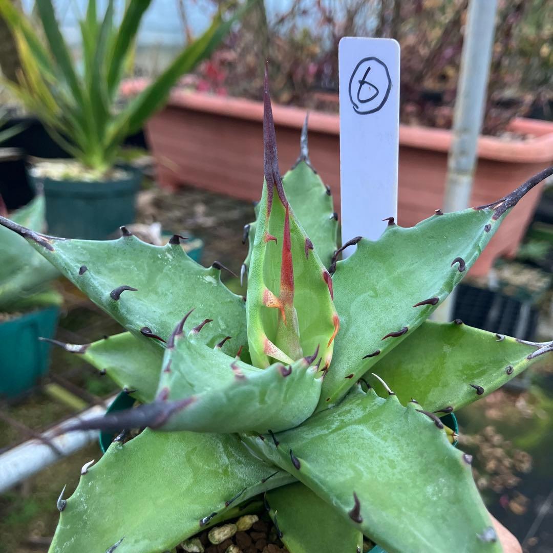 レトロ アガベ マルガリータ