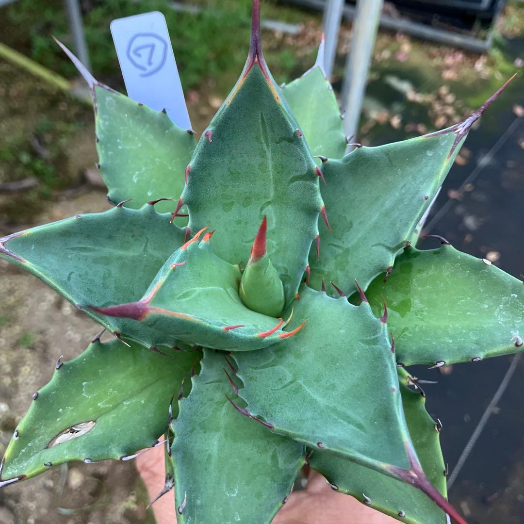 レトロ アガベ マルガリータ