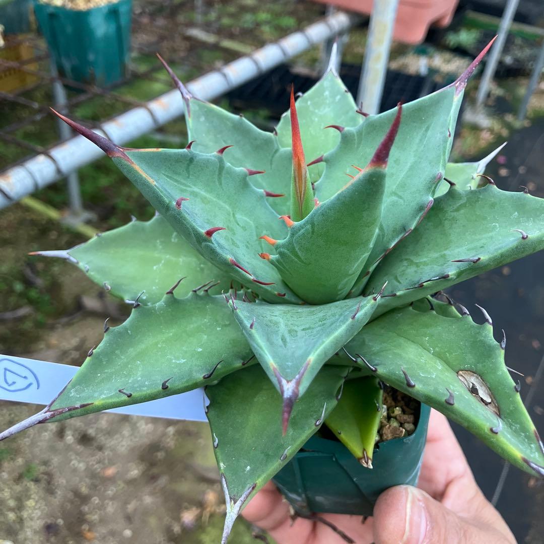 レトロ アガベ マルガリータ