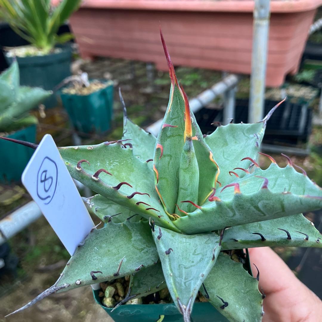 レトロ アガベ マルガリータ