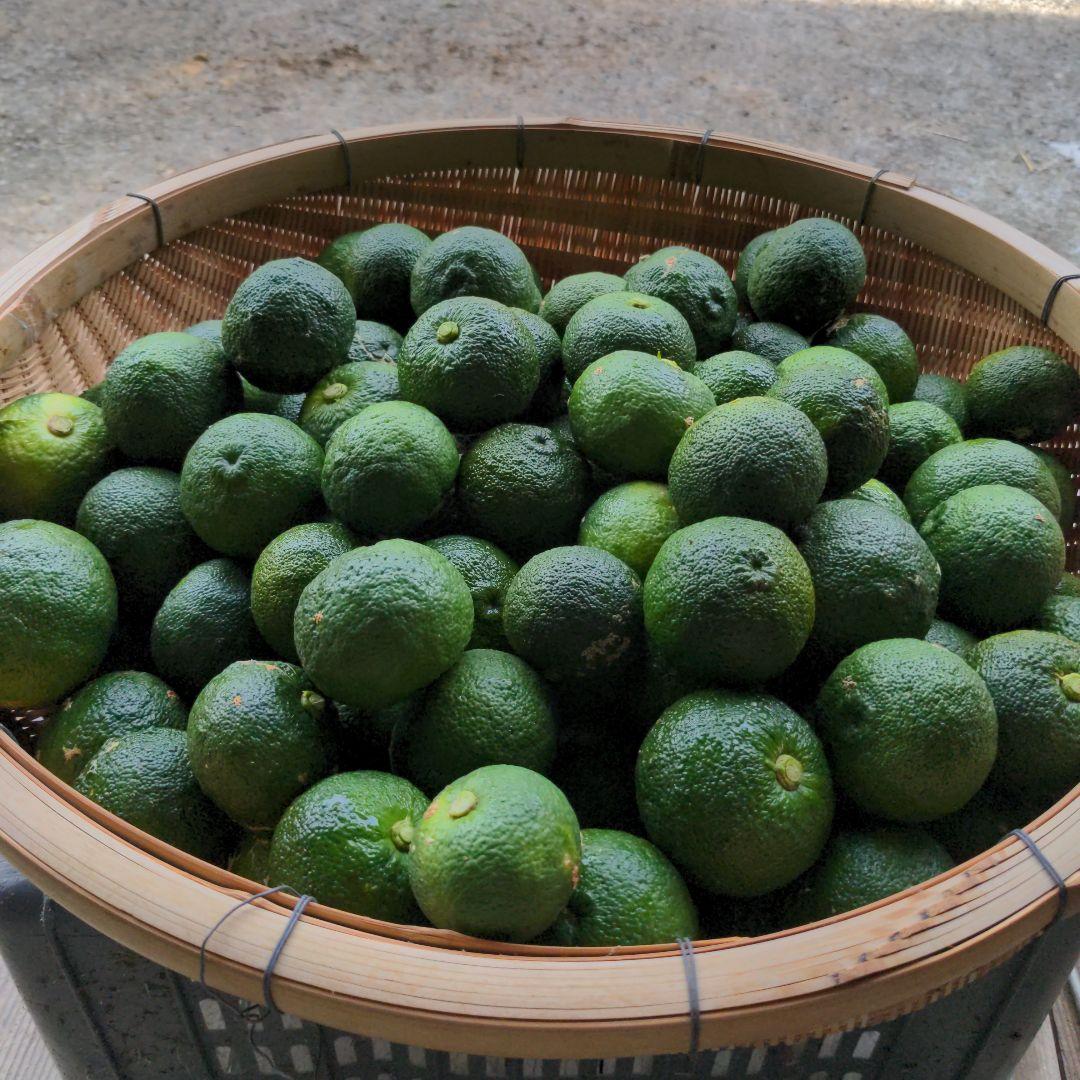 ゆず胡椒に！今だけ青柚子１５kg（愛媛県産）。うどん、そば、刺身、お酒、焼酎に！
