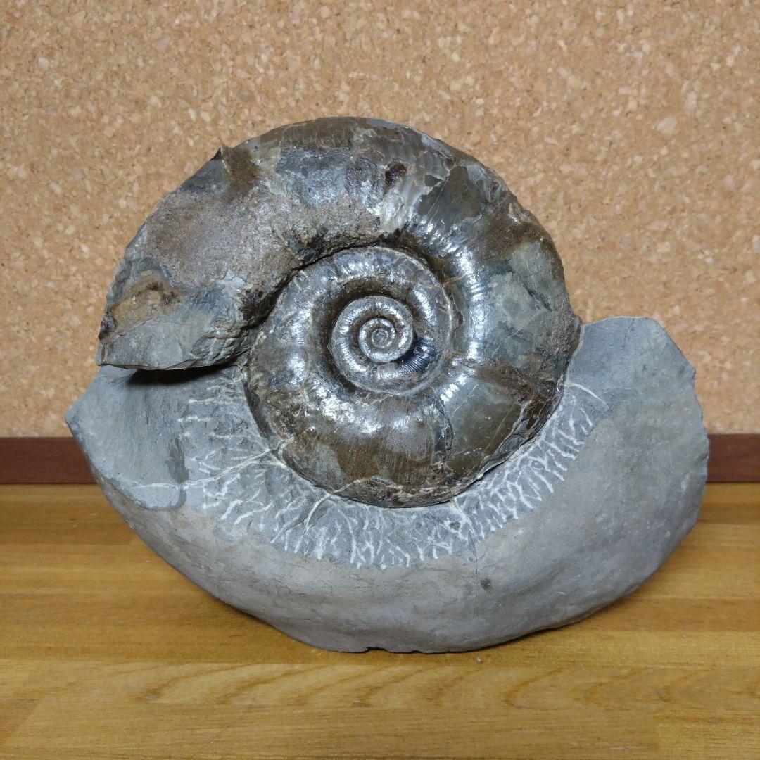 アンモナイト化石 15.0cm、4.0kg
