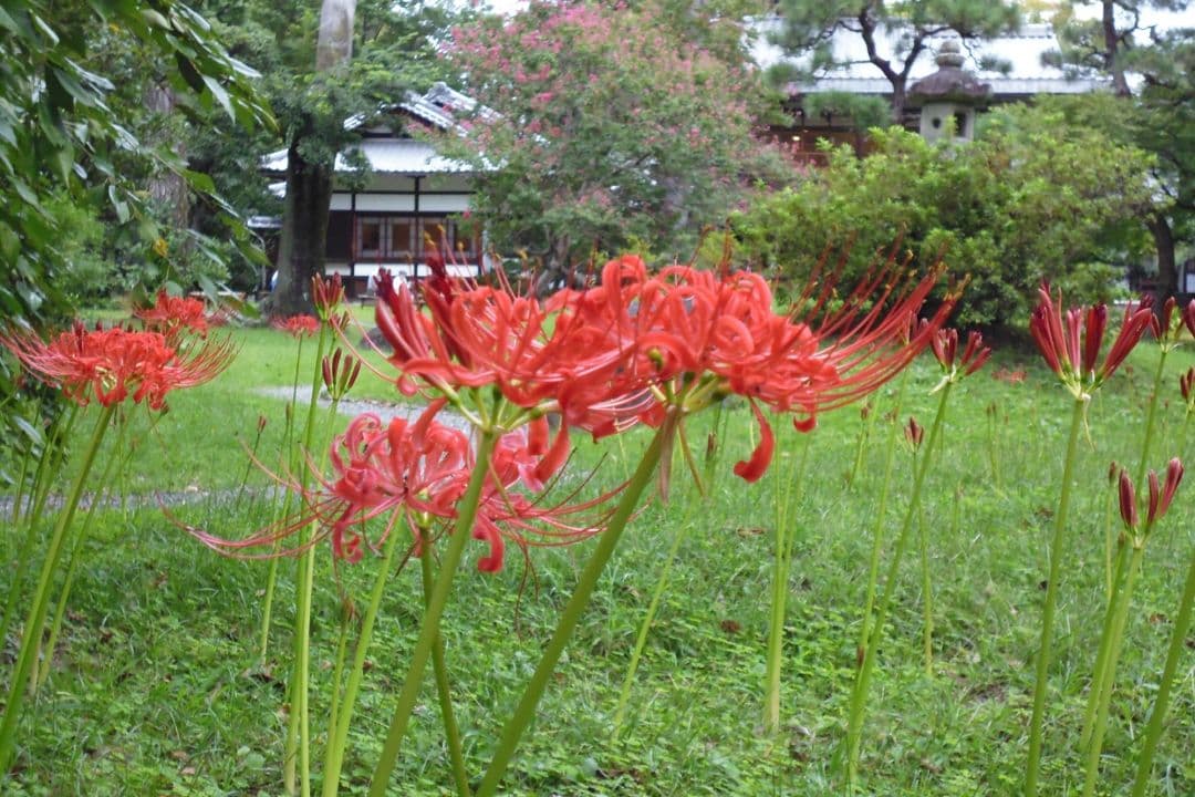 パナソニックのコンパクトデジカメ　LUMIX DMC-XS1