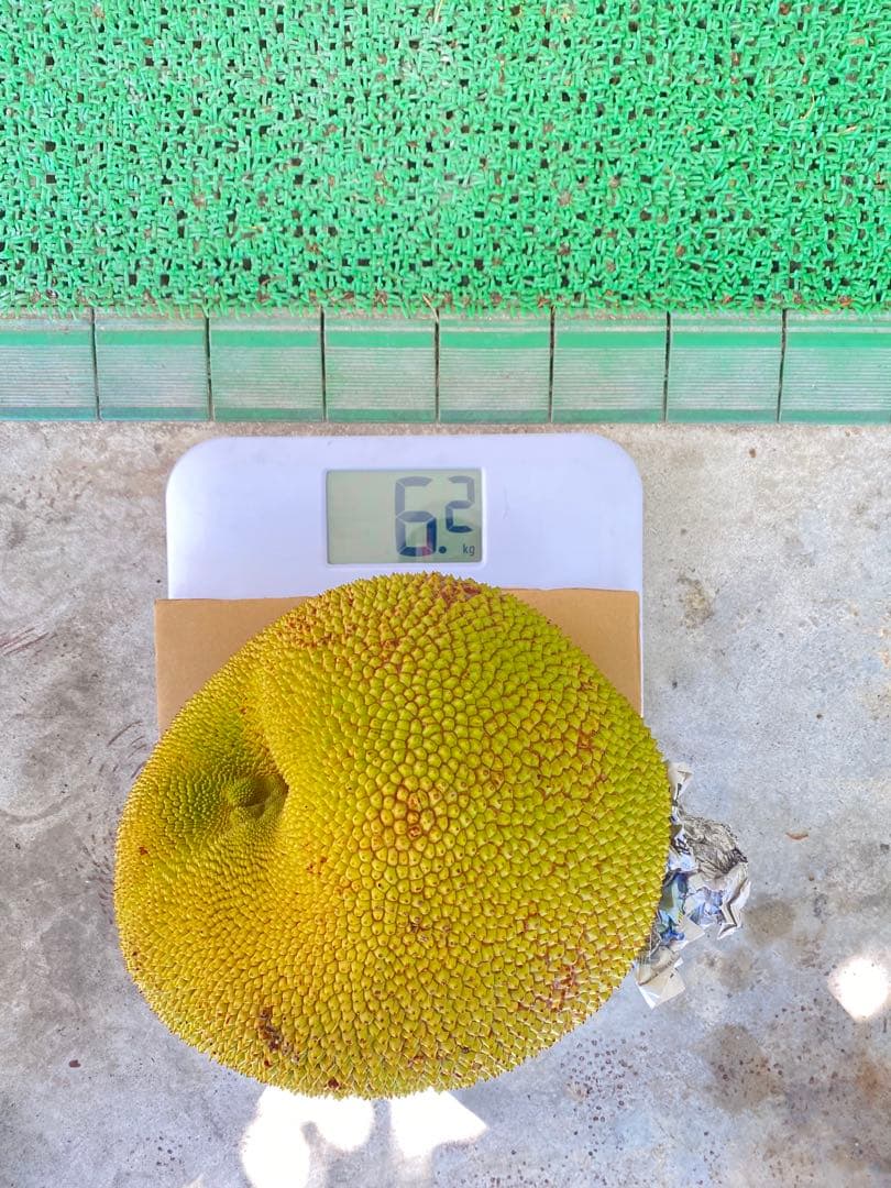 石垣島産 パラミツ ジャックフルーツ 6.2kg