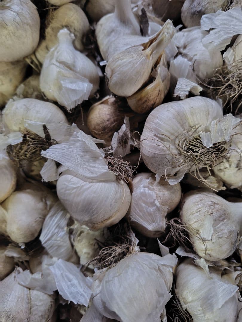 m*u様 青森県産にんにく訳あり小玉処分セール青森県産ニンニク訳あり　保存用