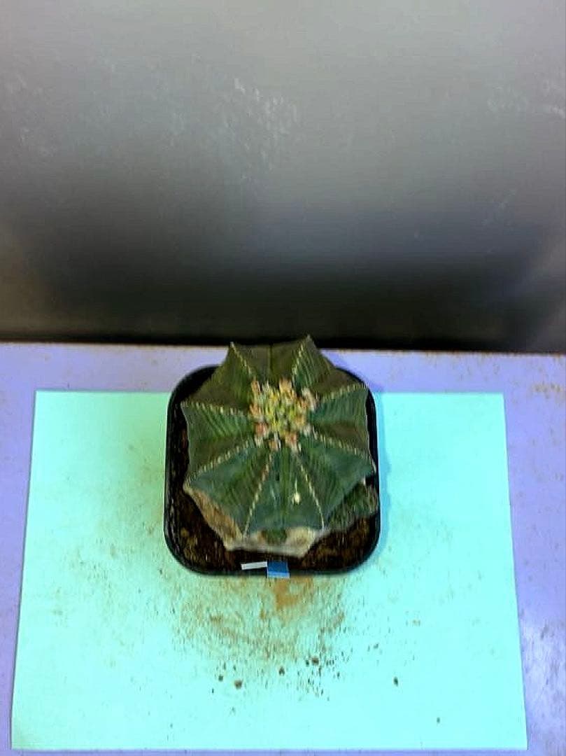 《2.5号WB》ユーフォルビア　オールドオベサ　雌株